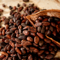 Dry Cocoa Beans for Sale