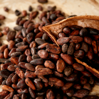 Hot Selling High Grade Organic Dried Cocoa Beans