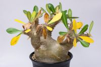 https://ar.tradekey.com/product_view/Pachypodium-Gracilius-9712835.html