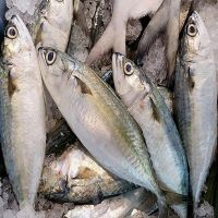 Indian Mackerel