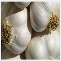 White garlic