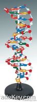DNA Structure Model