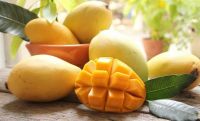 Fresh Cat Hoa Loc Mango From Vietnam - High Quality, Stable Supply, Competitive Price (HuuNghi Fruit)