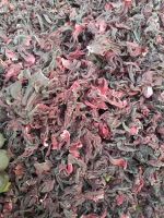 Dried whole Hibiscus Flowers from Nigeria
