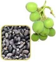 Selling Jatropha Seeds