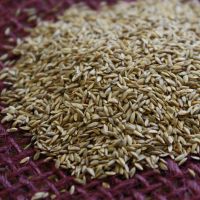 Selling 100% Pure Forage Seeds / forage grass seeds 