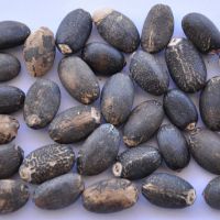 Selling  Premium Quality New Crop Jatropha Seeds 