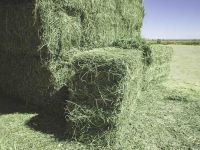 Selling High Quality Alfalfa Hay for Animal Feeding 
