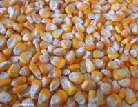 Selling Yellow Corn / Yellow Maize for Animal Feed Dry Style Poultry Feed First Grade Quality 