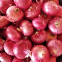 RED ONIONS