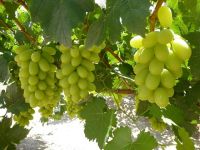 THOMPSON SEEDLESS GRAPES