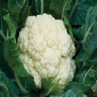 Fresh Cauliflower Common Wholesale Other Fresh Vegetables High Quality Fresh Vegetable Cauliflower