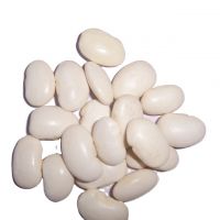 Hot Selling Good Quality Healthy Long White Sugar Bean Dry White Kidney Beans