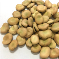 Bulk Peeled Broad Beans In Qinghai Fave Beans For Sale