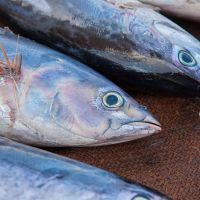 Frozen Fresh Bluefish