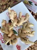 Hot Sale China Dry Ginger 2022 New Crop Chinese Fresh Ginger For Export