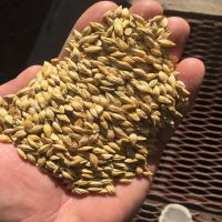 Best Barley For Animal Feed and Human