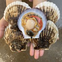 Delicious Seafood Frozen Sea Scallop With Half Shell