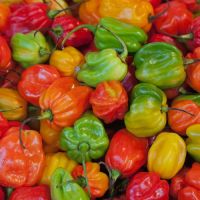 Healthy Green Vegetables scotch bonnet peppers