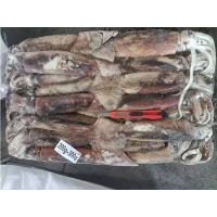 High quality frozen seafood squid calamari