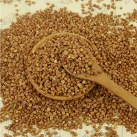 Factory supply bulk grain mixed barley malt tartary buckwheat for stomach tea