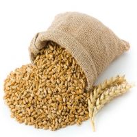 Wheat Grain in Bulk / Hight Quality Wheat, Whole Nutrition Grain for Export