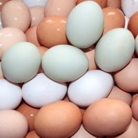 Farm Fresh Chicken Table Eggs / White Chicken Eggs