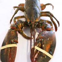 Wholesale Price Frozen Lobster for sale / Frozen Lobster Tail Suppliers/Canadian Red Lobsters in bulk