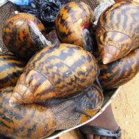 Cheapest price arrival Fresh African Giant Snails/Processed ,Frozen,Dried & Alive Snails