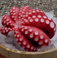 Frozen octopus feet are of high quality and low price