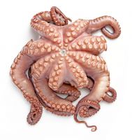 All size Fresh octopus whole year around with price quotations