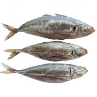 New fish fresh frozen whole round pacific mackerel