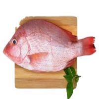 Top Ten Suppliers Whole Round Tilapia Frozen Fish Seafood Tilapia