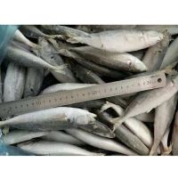 Frozen Seafood Mackerel Fish Atlantic Mackerel For Sale