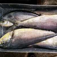 Hot Sale Frozen Fish Fillets Mahi Mahi With High Quality