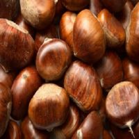 Organic Raw Fresh Chestnut UK bulk chestnuts price
