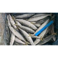 Hot Sale Seafood Frozen Whole Round Pacific Fish Mackerel for Canned food