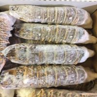 Hot sales price Fresh Frozen Lobsters / Canadian live Lobsters for sale