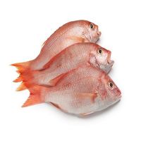 Hot sale Frozen Red Seabream Fish