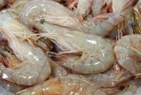 Vaname Shrimp