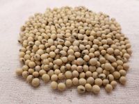 Soybeans Non GMO and GMO 