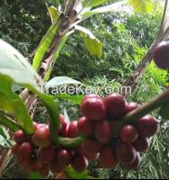 Coffee, Clove, Coconut, Sea Weed