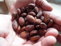 FERMENTED FINE COCOA BEANS (Criollo)