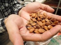 Premium Grade BULK COCOA BEANS (Forastero)