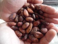 FERMENTED FINE COCOA BEANS (Criollo)
