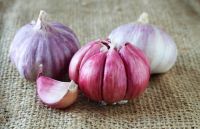 Red Garlic