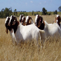 Goats skin, Saanen Goats for sale, livestock for sale, hides for sale