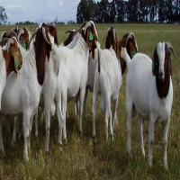 Goats skin  Saanen Goats