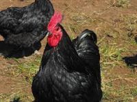 Australorp Chicken FOR SALE, livestock for sale online 