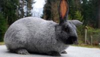 ArgentÃÂ© Rabbit FOR SALE, livestock for sale online 